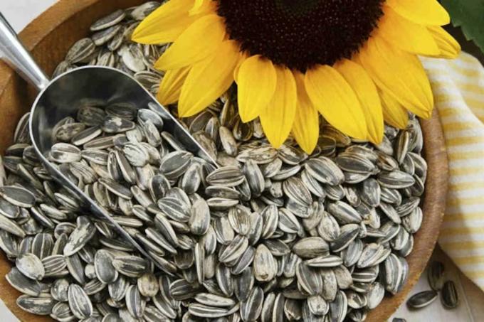 Tiene gran demanda un cultivo se perfila para generar US$5000 millones en tres años y ser la cuarta industria exportadora