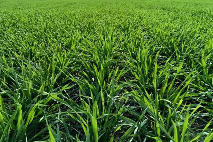 La cebada puede ganar superficie en la campaña de granos finos