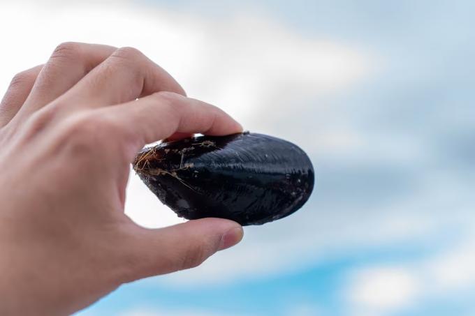 Del feedlot al fishlot el negocio productivo que en la Argentina se posiciona como potencia