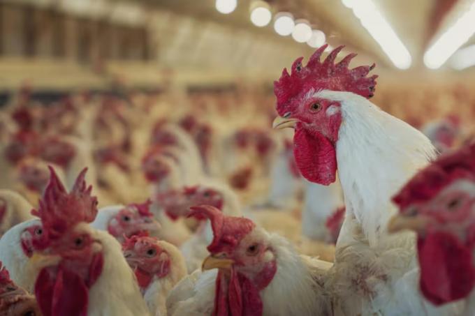 Gripe aviar la Argentina se encamina a recuperar la condición de libre de la enfermedad