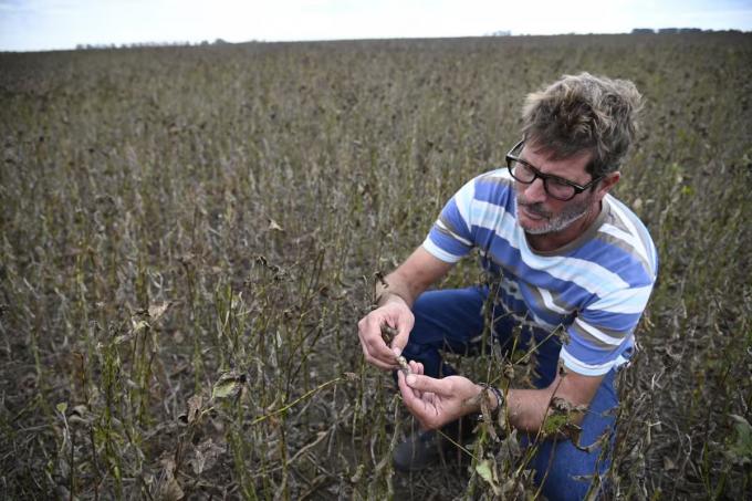 Los días no acompañan las lluvias no dan tregua y los productores no pueden acelerar la cosecha de soja