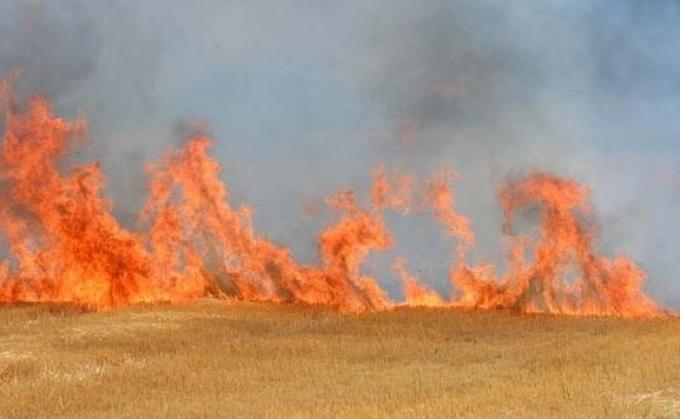Los márgenes proyectados de la cebada 2026/27 son tan malos que en el mejor de los casos el cereal va camino a ser un “cultivo de servicio”