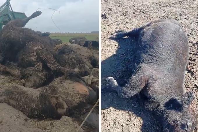 Moralmente me destruye a un productor se le murieron 60 terneros y denunció fallas en una vacuna