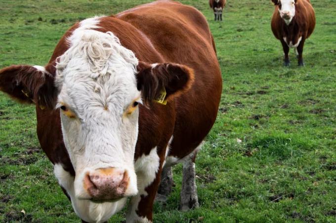 Inundaciones el Senasa flexibilizó exigencias sanitarias para la ganadería en tres provincias