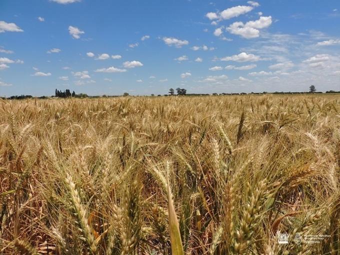 El trigo 2026/27 arranca con buen clima, pero el costo de los insumos enfría la siembra