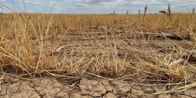 Fuerte alza del precio del trigo en EE.UU. ante la persistencia de una sequía que liquidará a gran parte de la cosecha de invierno