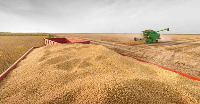 Cosecha de soja: avanza al 10,2% con demoras por lluvias, pero sube la proyección a 48,6 MTn