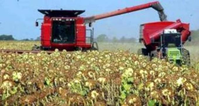 Girasol: la cosecha llega al 91,3% pero las lluvias frenan el cierre de campaña