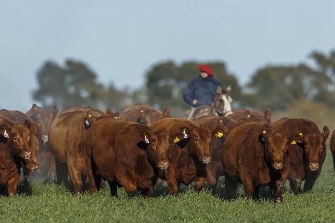 El RIMI, un alivio fiscal clave para el agro