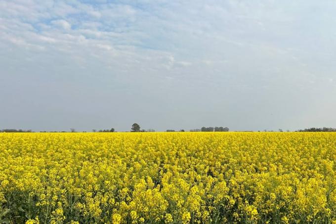 90.000 hectáreas una multinacional triplicó en la Argentina el área con supercultivos para exportar un biocombustible