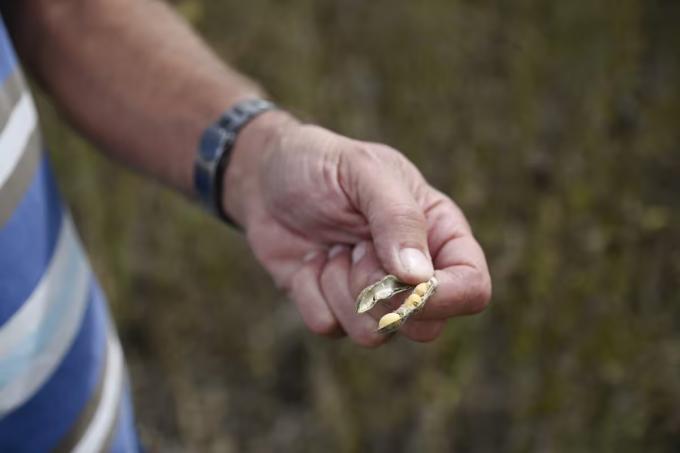 Semillas aval con cautela del agro al nuevo esquema de control del Gobierno