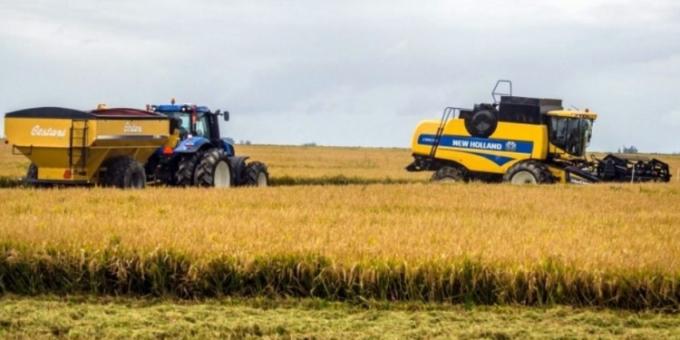 Con precios en retroceso y costos en alza, la superficie arrocera cayó 12% en el país y profundiza la retracción de un cultivo estratégico