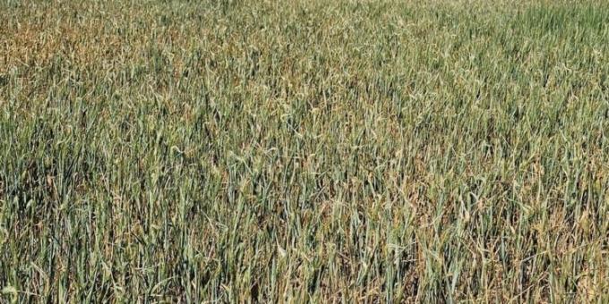 Sigue subiendo el precio del trigo en EE.UU. ante el avance de la sequía en la principal región cerealera del país