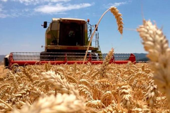 El precio internacional del trigo está en máximos en casi dos años en medio de las tensiones globales