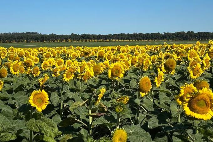 Por la demanda activa, el girasol se vende a cuentagotas