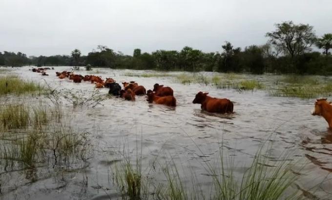 Luego de varias idas y vueltas, Santa Fe declaró la emergencia agropecuaria en el norte provincial y anunció alivios impositivos para los productores afectados