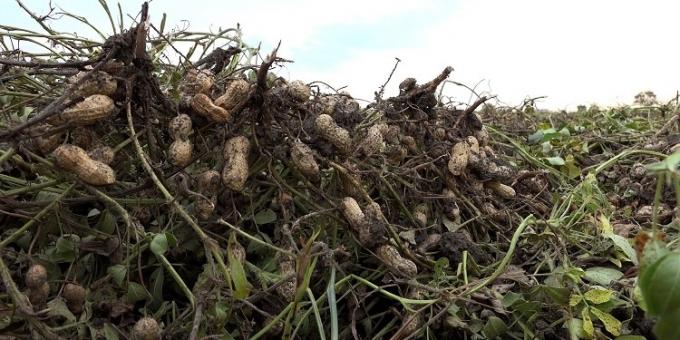 Se enfría el mercado de arrendamientos agrícolas en Córdoba de la mano de la pauperización del negocio del maní