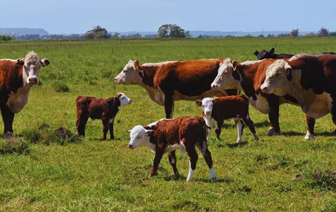 Antes de junio los productores ganaderos deberán registrarse en una plataforma para no quedar fuera de un mercado
