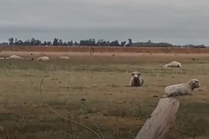 Impresionante un violento tornado hizo volar ovejas y en un campo mató 20