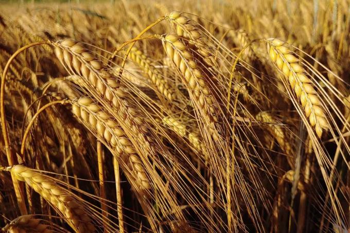El abecé para el uso eficiente de los fertilizantes en la campaña de granos finos