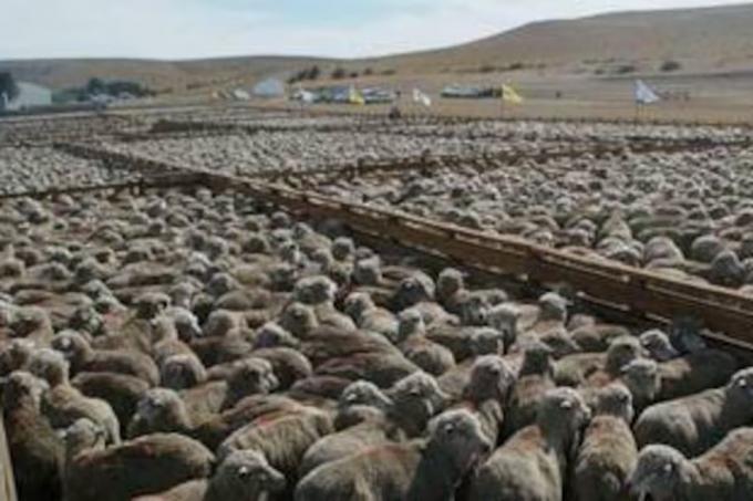Es urgente descomprimir siguen frenadas las exportaciones de carne ovina a Brasil