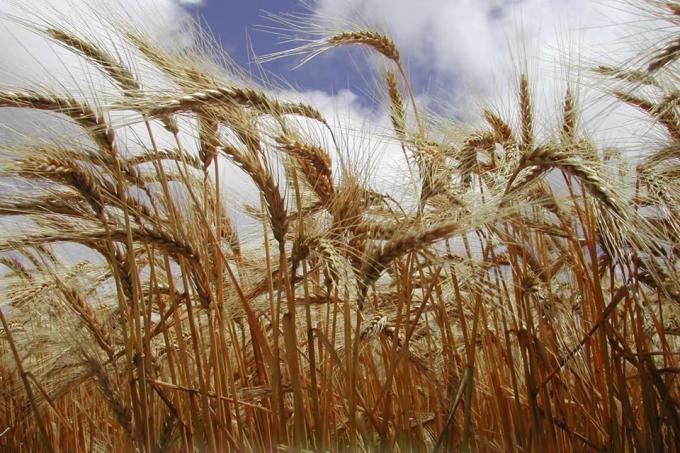 Máximos de casi dos años volaron los precios del trigo porque Estados Unidos tendrá la peor cosecha en 54 años