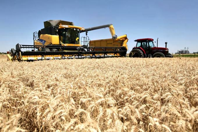La Argentina importará trigo desde Paraguay ante la “paradoja de la abundancia”