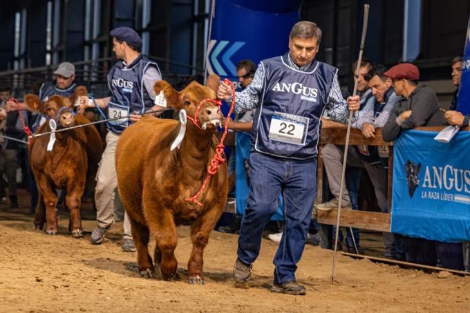 Empieza la Semana Angus de Otoño con más de 1000 reproductores