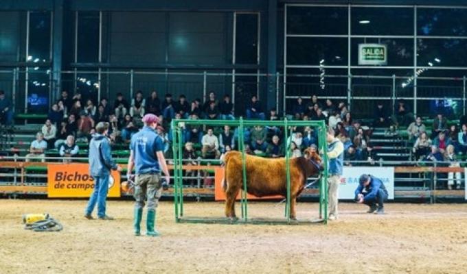 Expo Angus de Otoño: “Camino de los Campeones” mostró cómo se forman los grandes ejemplares de la ganadería