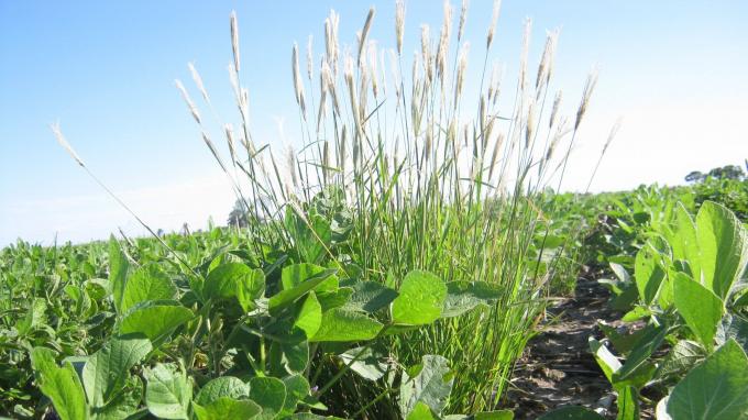 Alerta roja por Chloris virgata: confirman en Córdoba resistencia a glifosato y haloxifop