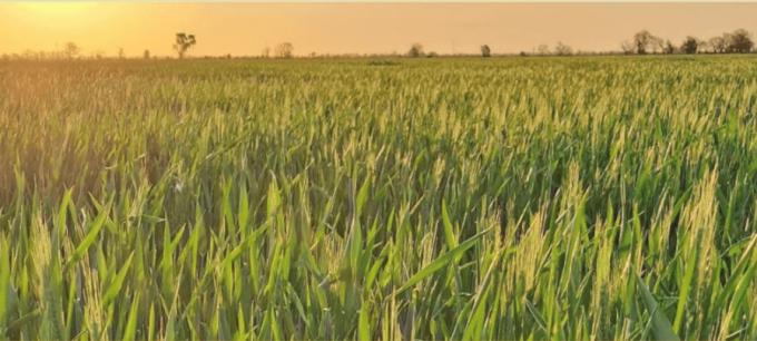 La Pampa: trigo y cebada sostienen el área con buenos perfiles de humedad, pero márgenes ajustados