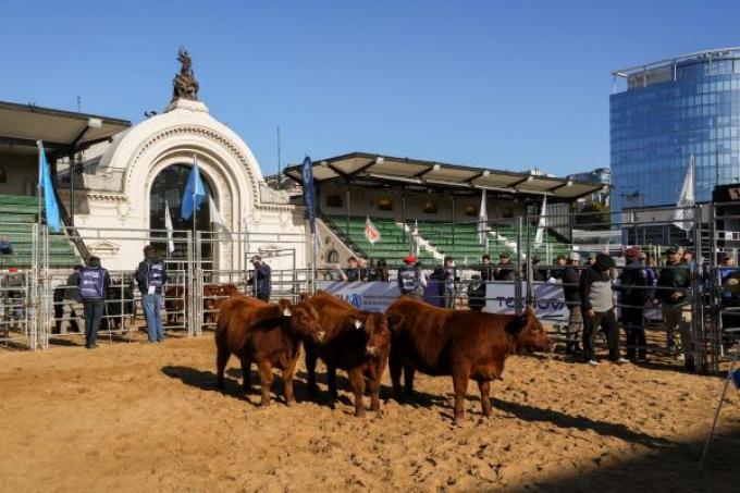 Expo Angus Otoño 2026: Zanguitu destacó el gran nivel de los lotes Puro de Pedigree