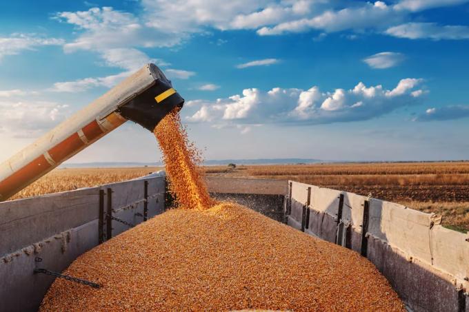 Decisión del Gobierno extienden la baja gradual de las retenciones al maíz, el girasol y el sorgo