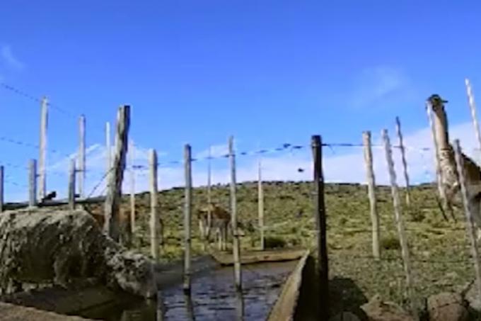 Expertos del INTA estudiaron barreras para que los guanacos no tomen el agua de las ovejas