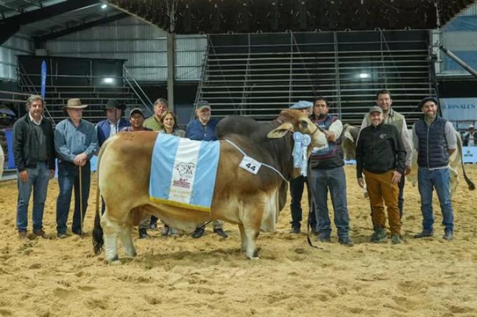 Cabañas argentinas y paraguayas pagaron $40 millones por la mitad de un Gran Campeón de la raza Brahman