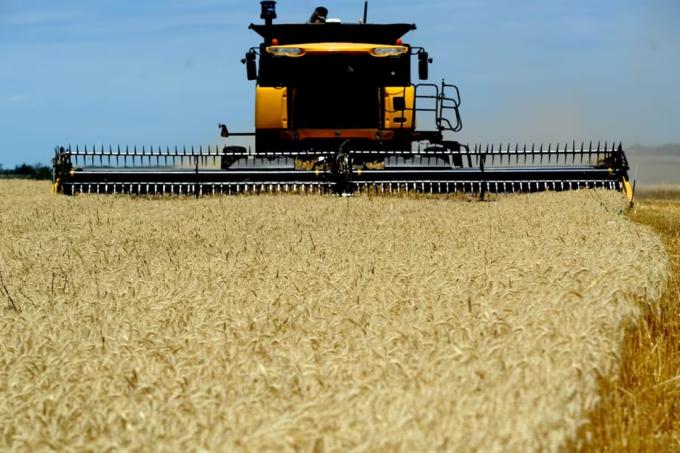 Buenas noticias para la campaña de granos finos baja el precio de la urea y sube el del trigo