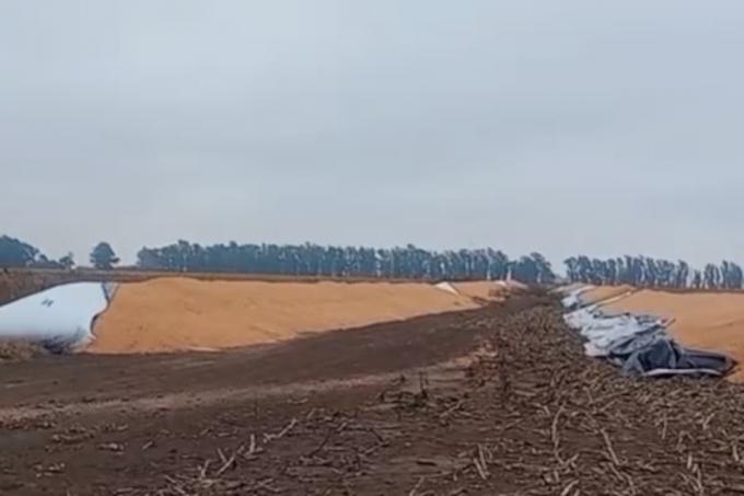 Quisieron hacer mucho daño atacaron un campo y rompieron 12 silobolsas con más de 2000 toneladas de granos