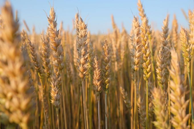 Trigo 2025/26: los cultivares de máxima calidad ocuparon apenas el 4% del área sembrada en Argentina