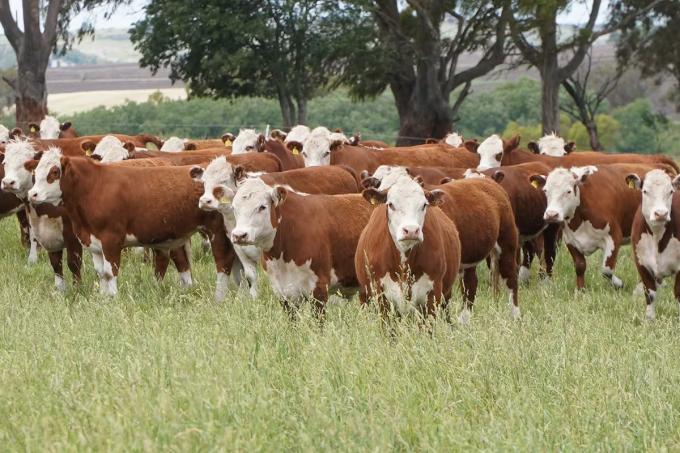 Efecto derrame el buen momento de las vacas empuja el valor de los campos ganaderos