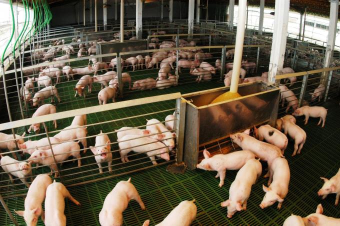 Las exportaciones porcinas argentinas crecieron 161% en valor durante el primer cuatrimestre de 2026