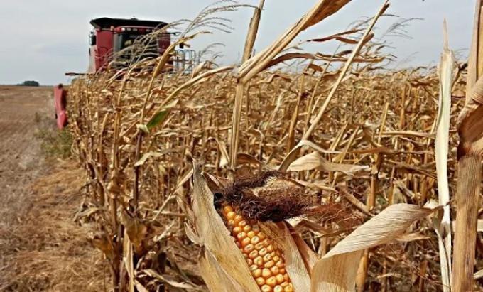 La cosecha de maíz 2025/26 avanza al 40,6% y marca rindes récord en La Pampa y Buenos Aires