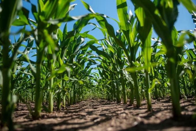 Cómo planificar un buen cultivo de maíz minimizando riesgos y maximizando el potencial