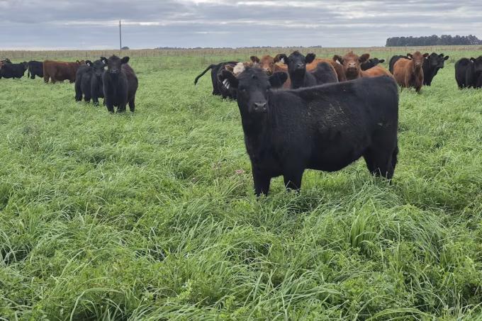 La cosecha de pasto también puede ser récord