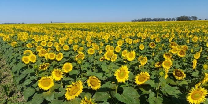 Cuidado con guardar girasol porque se viene un cosechón en el hemisferio norte y los precios FOB lo saben