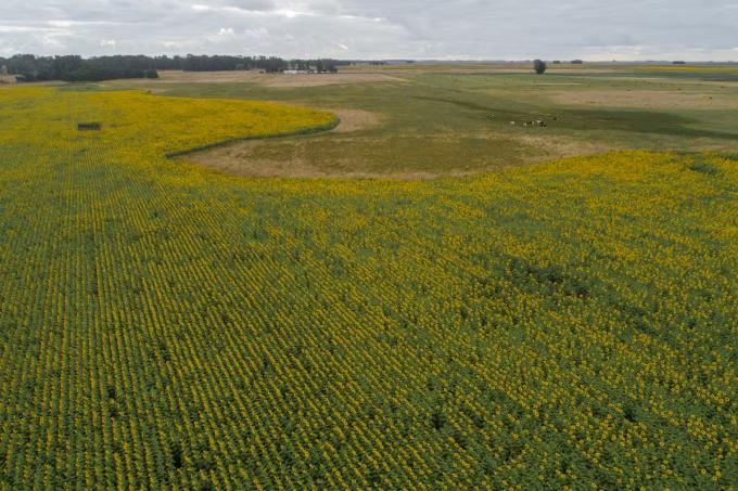 Nuevo escenario el cultivo que abrió la puerta a un reseteo productivo