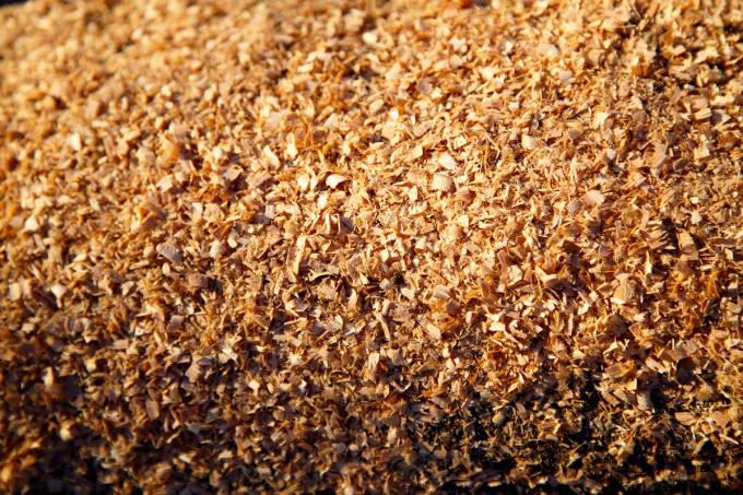 Sorpresa investigaron el uso del aserrín para que coman las vacas y el resultado fue categórico