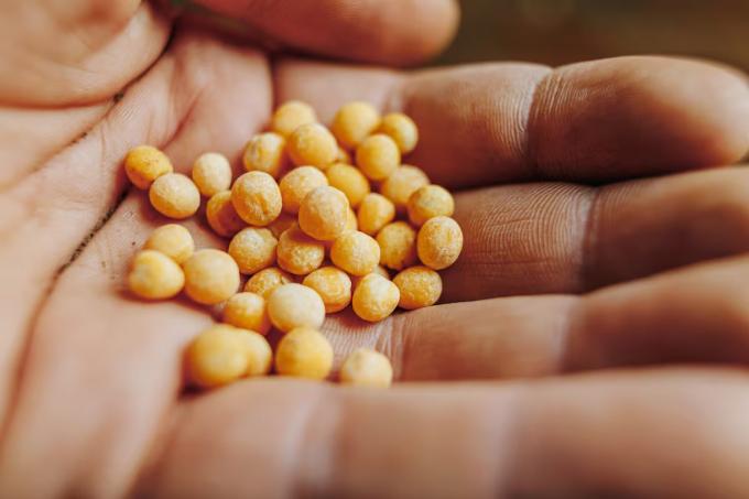 Semilleros y AmCham celebraron un cambio para patentes y dicen que mejorará las inversiones en biotecnología agrícola