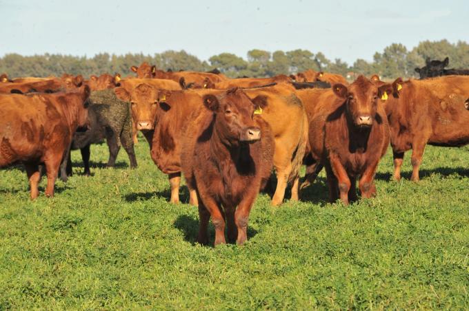 La faena total de hembras se redujo 9% en los primeros cinco meses del año