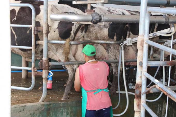 Cambio en el negocio casi tres de diez litros de leche ya salen de tambos que producen más de 10.000 litros diarios