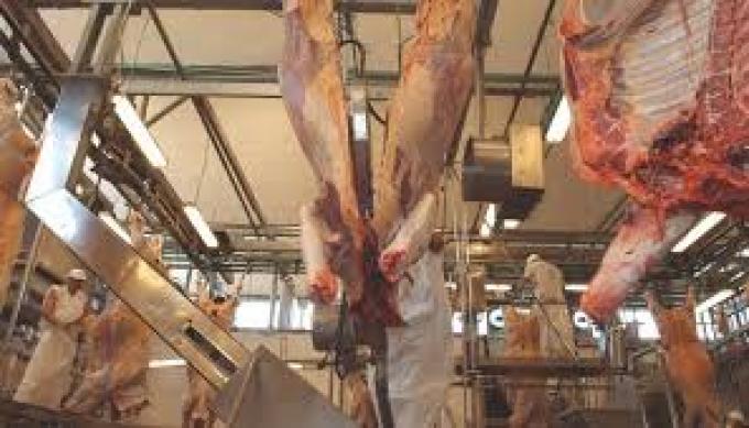 El peso promedio de faena alcanzó en mayo un récord mensual en más de 30 años